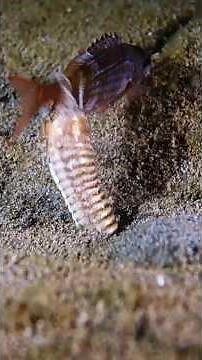 Bobbit Worms: Pure Nightmare Fuel #Animals #Worm #Wildlife #Nature #Shorts