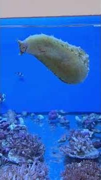 Láttatok már tengeri nyulat vagy Bali szörnyet? Nah jó és meztelen csigát? #tengeriakvárium #fish
