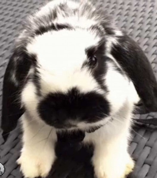 Bunny GIF Editing Tips and Tricks