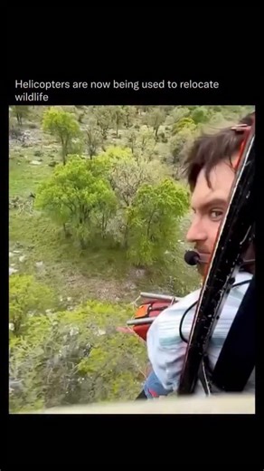 Did You Know | Helicopters are now doubling as wildlife relocation tools. 🚁 From above, crews use net-launching systems to capture animals safely that... | Instagram