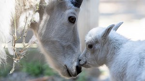 Baby mountain goat at Woodland Park Zoo makes public debut