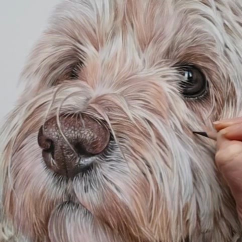 11K views · 863 reactions | Boo the adorable Cockapoo. Love drawing this breed. Coloured pencils on Bristol board. www.angiewallacefineart.com #cockapoo #dogportrait #petportraitartist #petportrait #Colouredpencils #drawing #artist #art | Angie Wallace Fine Art | Facebook