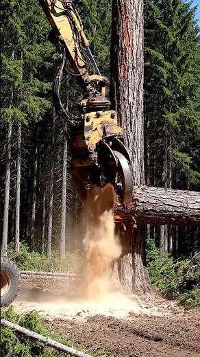Real Forestry Machine Battles a Massive Old-Growth Tree in Raw Field Footage!