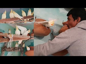 Extraordinarily cockatiel Breeding & Colony Developed in a Very Short Time /Seba Work For Helpless.