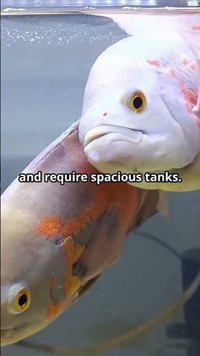 Oscar Fish Facts 🐠 #oscarfish