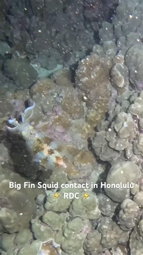 Big Fin Squid encounter on a night dive( scuba diving) in Honolulu @raddadchad