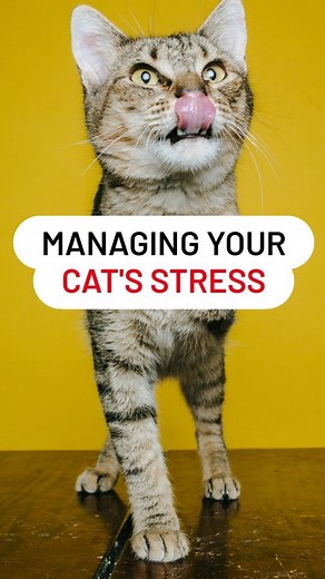 Is your cat stressed? We decoded cat's social stress!! 🐈 . . Follow for more - @ask_my_cats . . . . Dm for credit - 🎥 . . #stresscat #stressedcat #catstress #catdepression #stresscat #catfacts #bviral #felinefriends #kittycat #ilovemycat #ilovemycats #kitty #mycat #mycats #instacat #catreel #catreels #catcatcat #igcats #catloversofinstagram #catowner #catmom #petreels | Ask My Cats