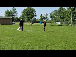 Barbone Gigante Obbidience Classe 1 Manerbio 17 Maggio 2025