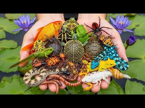 Hidden Micro Jungle | Capturing and Releasing Animals | Wildlife Realism