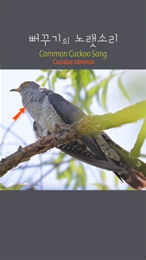 뻐꾸기의 노랫소리 Common Cuckoo Song #shotrs #commoncuckoo #뻐꾸기 #탐조 #birdwatching