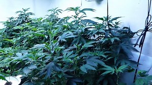 Spider Farmer LED Grow Light Garden Results❤️🌱 Thanks❤️@Bingus https://www.youtube.com/watch?v=kNySVPBm2jQ | Spider Farmer LED