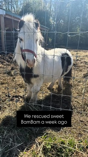 A little Sunday morning update on BamBam. 🩷 He’s the sweetest angel ever. He came from an Amish farm at the border of PA and Ohio. We just know the kids on that farm adored him. He’s surely home sick for his equine friends but he will make lots of friends here once he’s out of QT. Our team has fallen head over heels for this guy and he’s getting allll the pampering. Grooming, hair braiding and treats are new to him but he loves all of it. Before anyone says “he’s not a dwarf” in our comments se