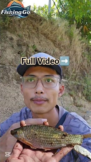 Different Barbus Species💥