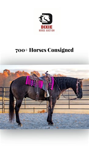 Online Catalog: 🔽 https://dixiehorseauction.com/horse-catalog/ | Dixie Horse Auction
