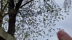 HELLO FROM Moat Brae GARDENS WHERE J.M BARRIE GOT THE IDEA FOR PETER PAN #garden #dumfries #Scotland | Stu Smith