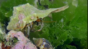 Hermit crab (Clibanarius erythropus) in the shell of Murex brandaris among algae. Mediterranean.