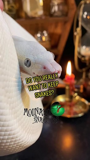 FAQs About Keeping Snakes as Pets