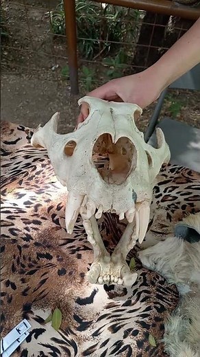 tiger skull and lion skull comparision - the "maneaters" of the era of exploration #safari #wildlife