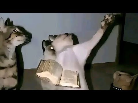 REALLY TASTY COMPILATION OF MEMES