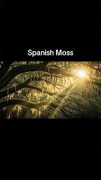 Spanish Moss Was More Than Decoration