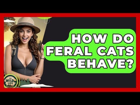 How Do Feral Cats Behave? - The Wild Life Explorer