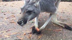 Kangaroo training was one of my biggest focuses when I was a primary keeper in Outback Station, and I’m really grateful to be able to continue that training in my new role as a Swing Keeper. Nani is the most eager to train individual in our mob, and is much more food motivated than Rory, Adeline and Roland. After I got done with our training session, I scattered some sweet potatoes around their habitat for everyone to enjoy! #TakeoverTuesday – Danica Wolfe, Mammals Swing Keeper | Zoo Atlanta