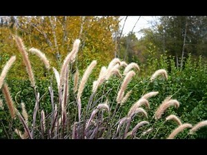 Gramíneas: variedades de pennisetum - Decogarden