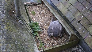 We have three! 🐥🐥🐥 Alban and Boudica's final egg has just hatched. Follow along with all of the action on the live cam sponsored by Opticron : https://www.stalbanscathedral.org/peregrine-live-cam #peregrinefalcon #peregrine #nature #birds #stalbanscathedral #StAlbans | St Albans Cathedral