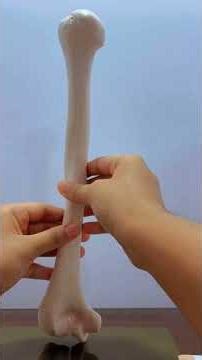 Humerus General Features l anatomy | MBBS l osteology I bones viva l first year l upper limb