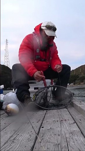 #かかり釣り ＃チヌ ＃菅島 激流菅島の筏からチヌかかり釣り