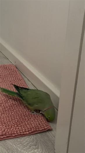 #Bird #parrots #loveislove | Samantha Sims