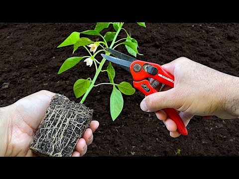 5 Techniques to Make Pepper Plants Grow Faster