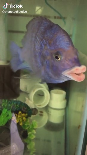 Pucker Up (via Mike A) #fish #pet #kiss #lips #plasticsurgery #collagen