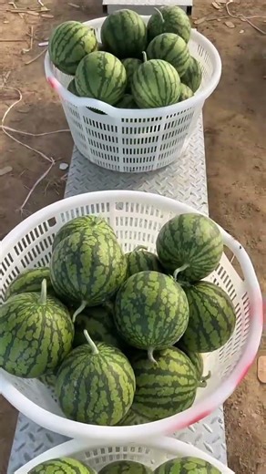 INSANE! Watermelon Harvest in This Greenhouse Fills Baskets Everywhere 🍉 #shorts