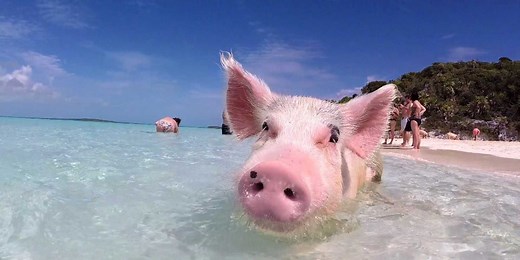 This Caribbean island is completely overrun with swimming pigs