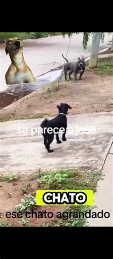 Perros Graciosos y TikTokers Peruanos en Acción