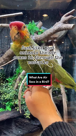 Understanding Bird Respiratory System: How Air Sacs Work