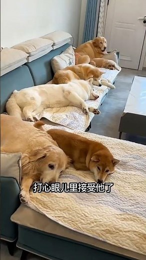 Where Your Pooch Sleeps? Ultimate Dog Bed Guide