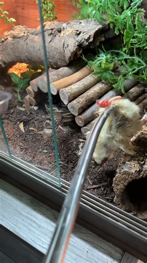 All 3 royals that came in yesterday have eaten 🙏 Had a spare chick so this lucky one had an extra treat 😂✅ | Midlands Reptile Rescue