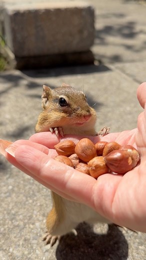 149K views · 5.6K reactions | Wait / Quick #funny #comedy #animals #charlie #chipmunk #cute #wait #go #quick #wildlife #nature #reels #reelsfb | Charlie The Chipmunk | Facebook