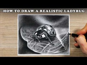 How to Draw a Realistic Ladybug in Graphite