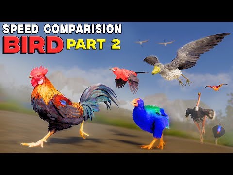 Birds Speed Comparison 3D | Top Bird Speed (Part 2)