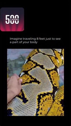 @visionwality on Instagram: "Imagine needing to move eight feet just to catch a glimpse of another part of your own body. That’s everyday life for giants like the reticulated python, one of the longest snakes on Earth. Its size is almost impossible to wrap your head around. Up close, the details are just as striking. Every scale locks together like armor, patterned in colors that blend beauty with intimidation. Behind that camouflage is a body built for power—muscles that can squeeze with unbeli