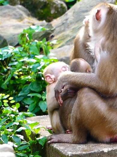 Luna punishes the arrogant kid, Rainbow, for bullying her own baby | Monkey Magic