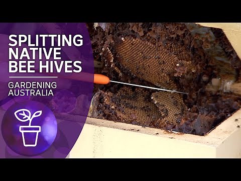 Native bee hives and how to split them | Beneficial animals and insects | Gardening Australia