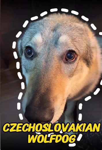 Discover the Dog Breeds That Resemble Wolves