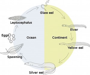 Ano ang pagkakaiba sa pagitan ng anadromous at catadromous fish - Balita 2026