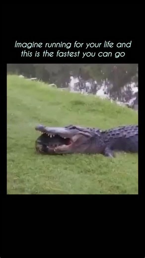 Movie | Meme | Fun | on Instagram: "Nahh I would just give myself up 💀 The crocodile is trying to eat the turtle 🐊🐢 but he is too slow, so what starts as a thrilling predator-versus-prey showdown worthy of a National Geographic special quickly turns into a comedy of errors where the crocodile lunges forward with all the menace of a shark auditioning for a soap opera 🎬, the turtle calmly retracts its head and limbs into its shell like a wise little armored philosopher saying “not today, buddy