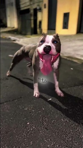 Which Pitbull Breed Is Right For You?