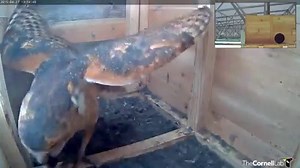 25K views · 1.4K reactions | #TBT Today we're remembering one of our favorite clips from the 2015 Texas Barn Owl cam, when the female named Dottie tried to catch a fly that was buzzing around the box! As their name implies, Barn Owls will nest in many kinds of human structures, including barn lofts, church steeples, houses, nest boxes, haystacks, and even drive-in movie screens. ⛪️ Watch the cams LIVE at AllAboutBirds.org/Cams | Bird Cams | Facebook